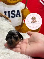 Lo’ak , a male Miniature Dachshund for sale in Moultrie, GA – 3 of 7