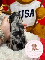 Lo’ak , a male Miniature Dachshund for sale in Moultrie, GA – 4 of 7
