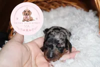 Lo’ak , a male Miniature Dachshund for sale in Moultrie, GA – 5 of 7
