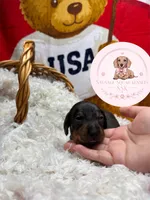 Neteyam , a male Miniature Dachshund for sale in Moultrie, GA – 7 of 10