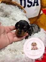Kiri, a female Miniature Dachshund for sale in Moultrie, GA – 2 of 6