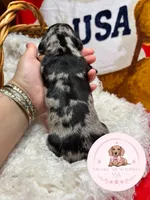 Kiri, a female Miniature Dachshund for sale in Moultrie, GA – 3 of 6