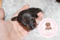 Grace , a male Miniature Dachshund for sale in Moultrie, GA – 5 of 7