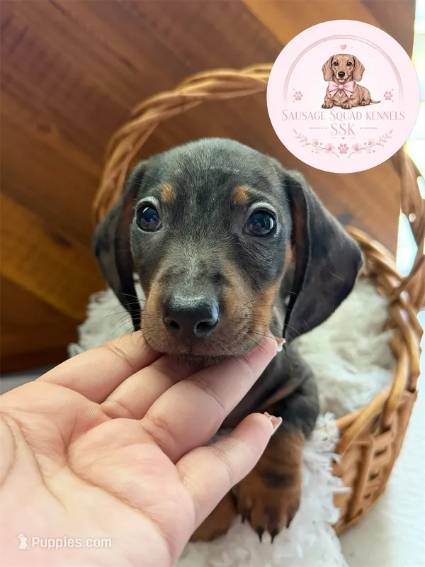 Neteyam  – Miniature Dachshund puppy for sale in Moultrie, GA