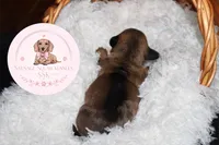 Spider , a male Miniature Dachshund for sale in Moultrie, GA – 3 of 7