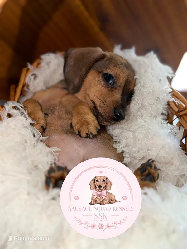 Jake  – Miniature Dachshund puppy for sale in Moultrie, GA