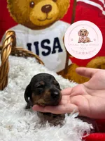 Grace , a male Miniature Dachshund for sale in Moultrie, GA – 2 of 7
