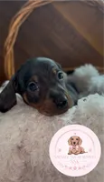 Neteyam , a male Miniature Dachshund for sale in Moultrie, GA – 3 of 10