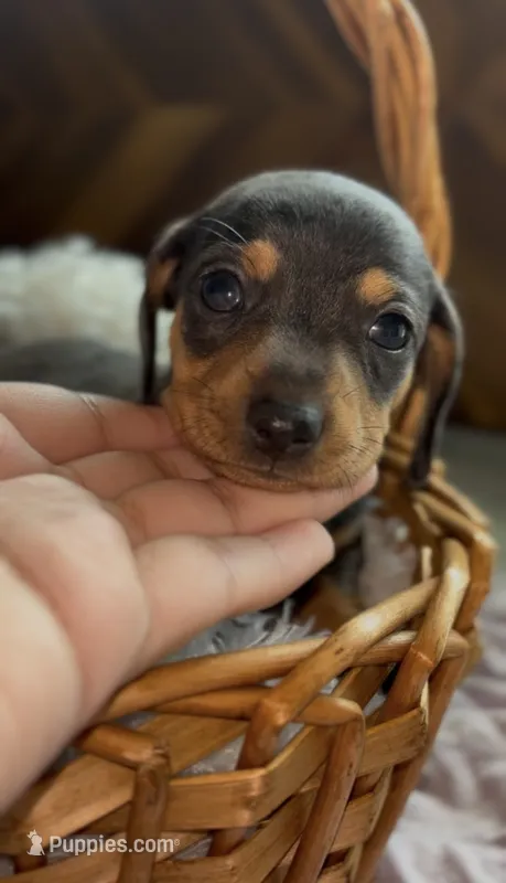 Tuk – Miniature Dachshund puppy for sale in Moultrie, GA
