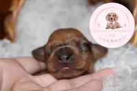 Neytiri , a female Miniature Dachshund for sale in Moultrie, GA – 5 of 7