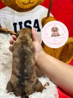 Neytiri , a female Miniature Dachshund for sale in Moultrie, GA – 4 of 7