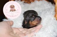 Neteyam , a male Miniature Dachshund for sale in Moultrie, GA – 9 of 10
