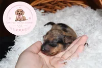 Jake , a male Miniature Dachshund for sale in Moultrie, GA – 5 of 6