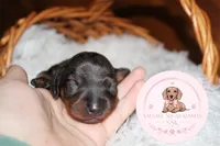 Tuk, a female Miniature Dachshund for sale in Moultrie, GA – 5 of 6
