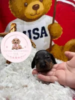 Neteyam , a male Miniature Dachshund for sale in Moultrie, GA – 6 of 10