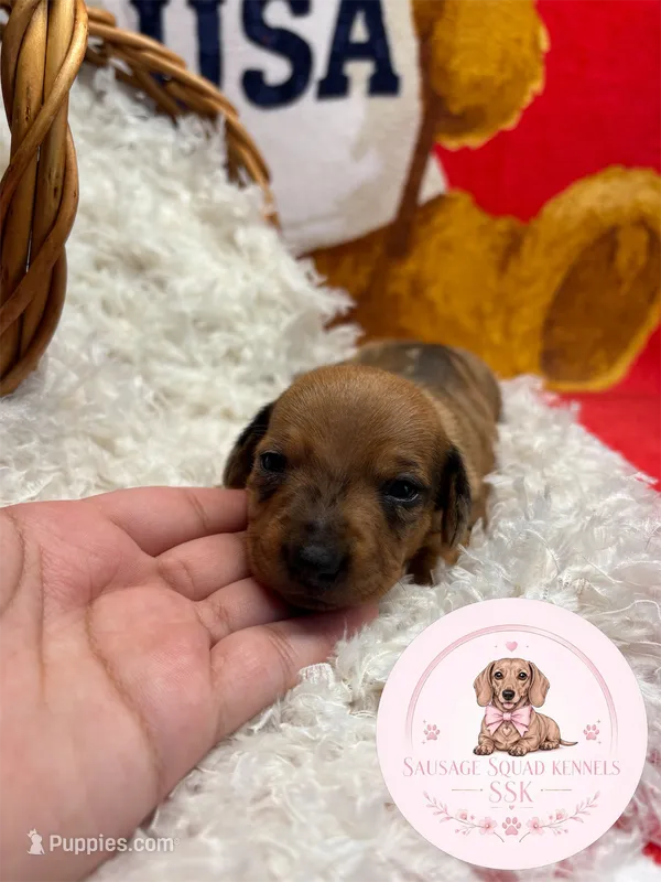 Neytiri  – Miniature Dachshund puppy for sale in Moultrie, GA