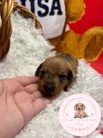 Neytiri , a female Miniature Dachshund for sale in Moultrie, GA – 1 of 7