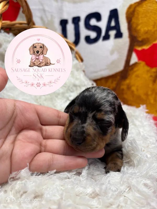 Lo’ak  – Miniature Dachshund puppy on hold in Moultrie, GA