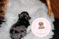 Kiri, a female Miniature Dachshund for sale in Moultrie, GA – 6 of 6