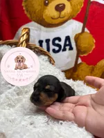 Tuk, a female Miniature Dachshund for sale in Moultrie, GA – 3 of 6