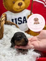 Grace , a male Miniature Dachshund for sale in Moultrie, GA – 3 of 7