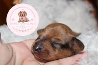 Neytiri , a female Miniature Dachshund for sale in Moultrie, GA – 7 of 7