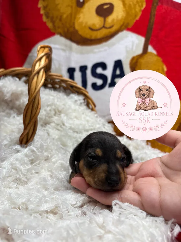 Tuk – Miniature Dachshund puppy for sale in Moultrie, GA