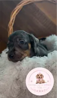 Neteyam , a male Miniature Dachshund for sale in Moultrie, GA – 2 of 10