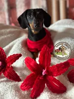 Milo, a male Miniature Dachshund for sale in Moultrie, GA – 1 of 4