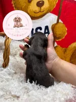Tuk, a female Miniature Dachshund for sale in Moultrie, GA – 2 of 6