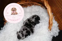 Lo’ak , a male Miniature Dachshund for sale in Moultrie, GA – 7 of 7