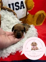 Neytiri , a female Miniature Dachshund for sale in Moultrie, GA – 2 of 7