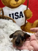 Spider , a male Miniature Dachshund for sale in Moultrie, GA – 2 of 7