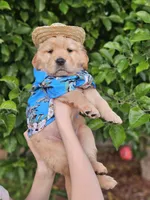 Olive, a male Golden Retriever for sale in Bonney Lake, WA – 1 of 5
