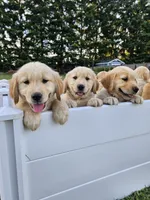 Olive, a male Golden Retriever for sale in Bonney Lake, WA – 2 of 5