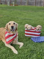 Olive, a male Golden Retriever for sale in Bonney Lake, WA – 3 of 5