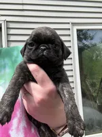 AKC Patch, a male Pug for sale in Wausau, WI – 2 of 7