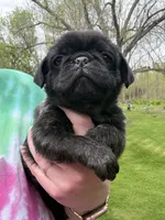 AKC Bolt, a male Pug for sale in Wausau, WI – 1 of 4