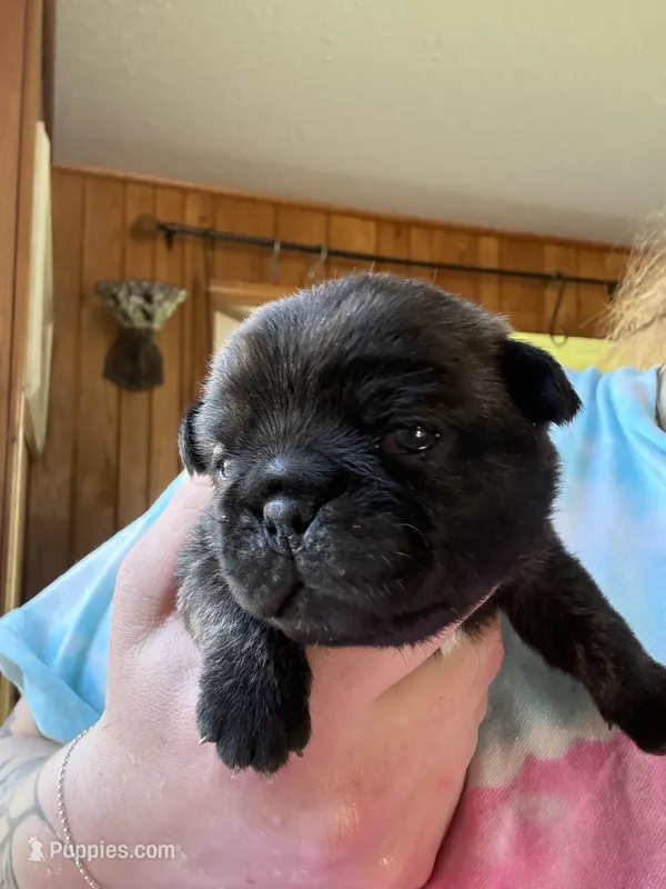 AKC Bolt – Pug puppy for sale in Wausau, WI