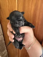 AKC Bolt, a male Pug for sale in Wausau, WI – Photo 3 of 6