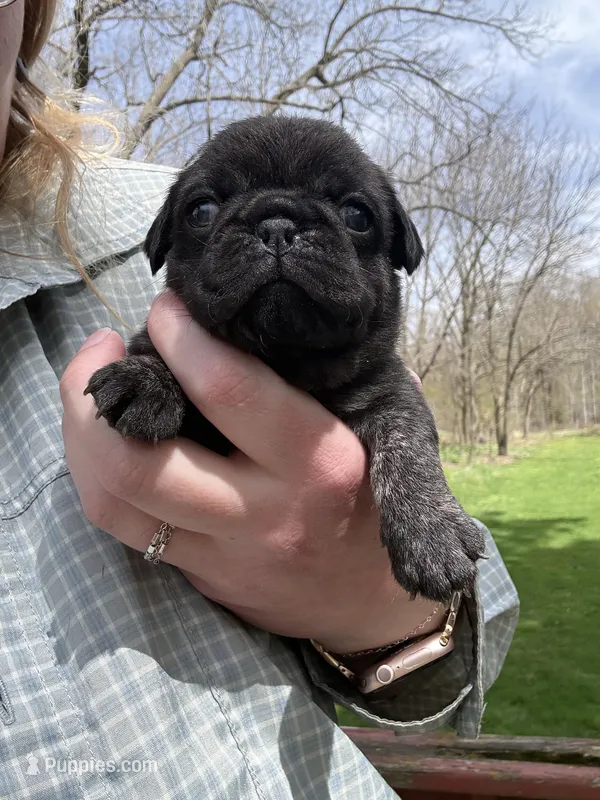 AKC Bolt – Pug puppy for sale in Wausau, WI