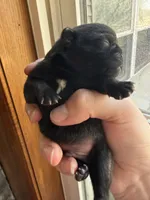 AKC Bolt, a male Pug for sale in Wausau, WI – Photo 6 of 6