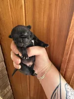 AKC Bolt, a male Pug for sale in Wausau, WI – Photo 2 of 6