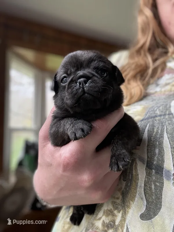AKC Bolt – Pug puppy for sale in Wausau, WI