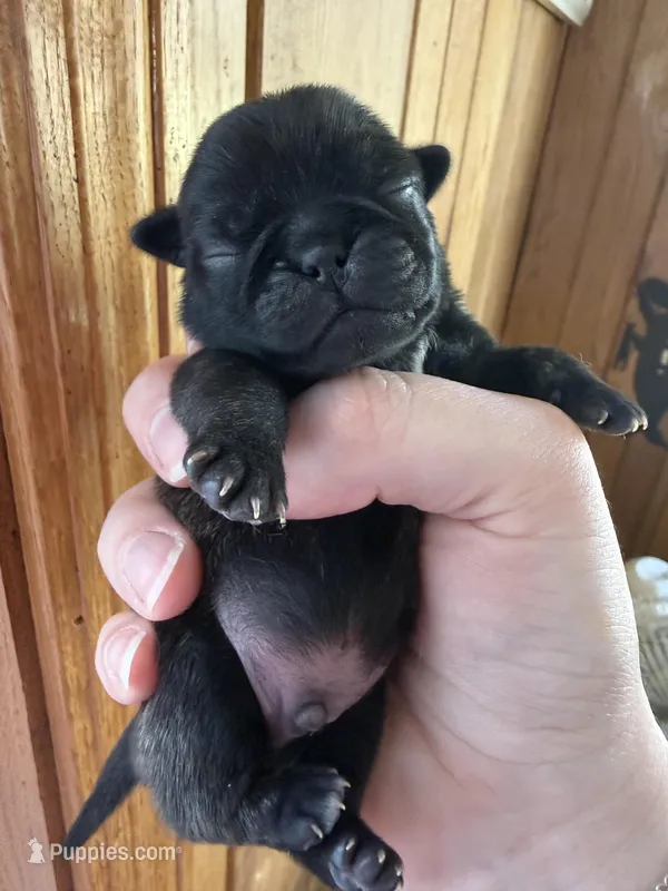 AKC Bolt – Pug puppy for sale in Wausau, WI