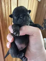 AKC Bolt, a male Pug for sale in Wausau, WI – Photo 1 of 6