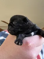 AKC Bolt, a male Pug for sale in Wausau, WI – Photo 4 of 6