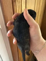 AKC Bolt, a male Pug for sale in Wausau, WI – Photo 5 of 6