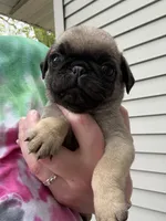 AKC Patrick, a male Pug for sale in Wausau, WI – 1 of 7