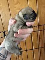 AKC Clover, a female Pug for sale in Wausau, WI – Photo 6 of 7